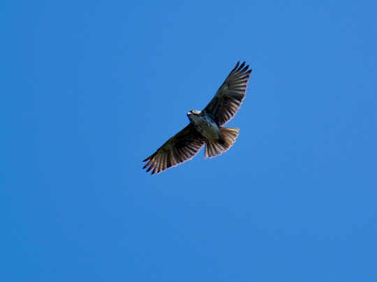 Kona Cloud Forest Sanctuary-凯鲁瓦-柯纳必去景点