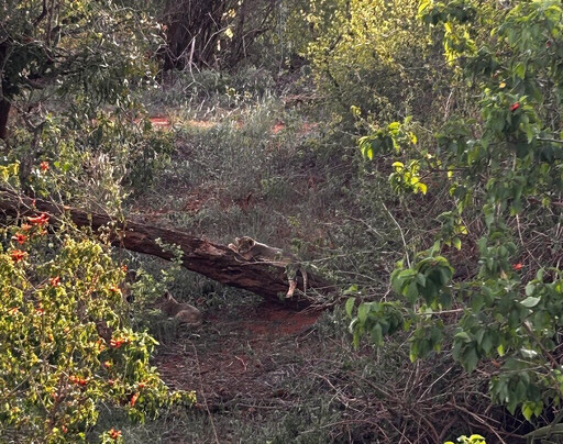 Safari Kenia con Cinque-瓦塔木必去景点