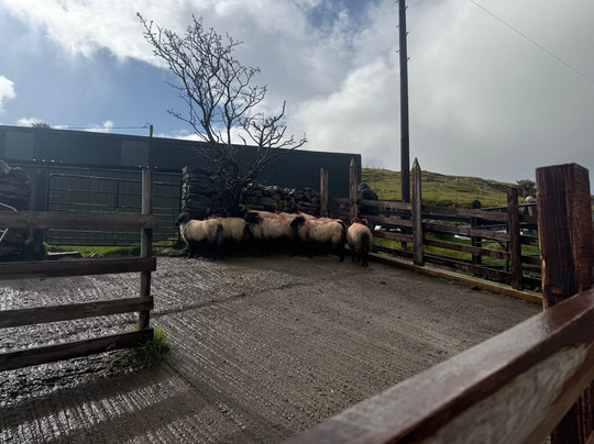 Killary Sheep Farm-Leenane必去景点