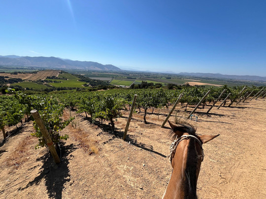 Natural Wine Tours-Palmilla必去景点