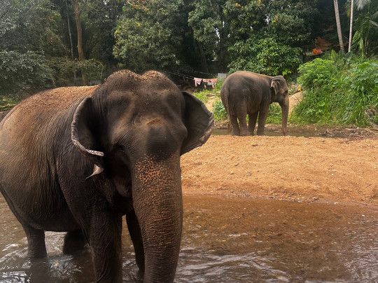 Elephant Freedom Project-凯格勒 必去景点