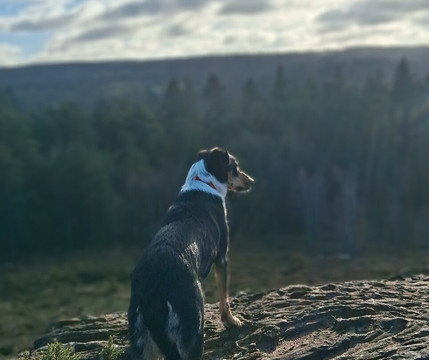 Frensham Little Pond-Frensham必去景点