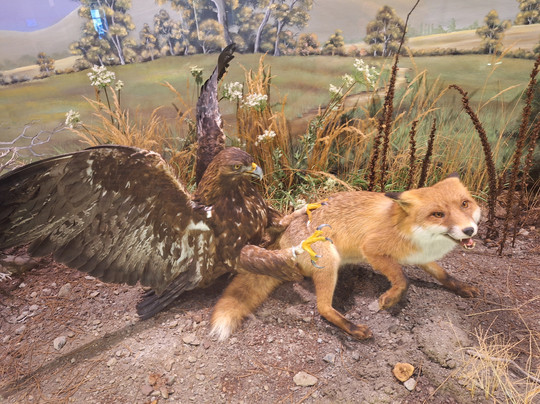 Natural History Museum of Meteora & Mushroom Museum-卡兰巴卡必去景点