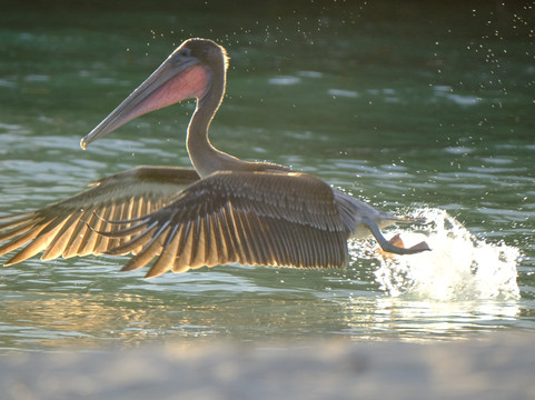 Smart Galapagos-阿约拉港必去景点