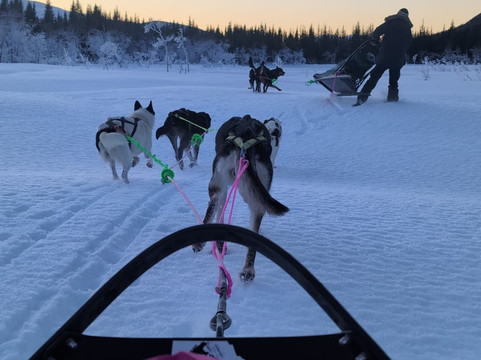 Happy Tails Husky Tours-特罗姆瑟必去景点