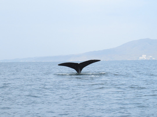 Ocean Friendly Whale Watching Tours-瓦拉塔港必去景点