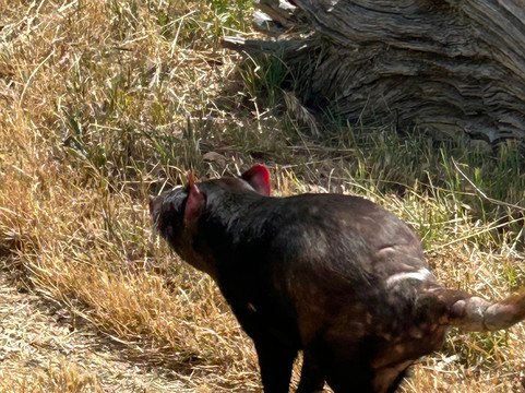 Zoodoo野生动物园-Richmond必去景点