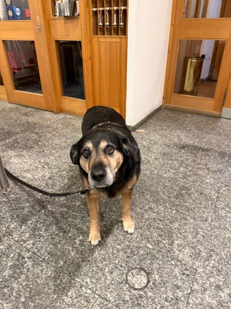 波斯基亚沃瑞士酒店-官方