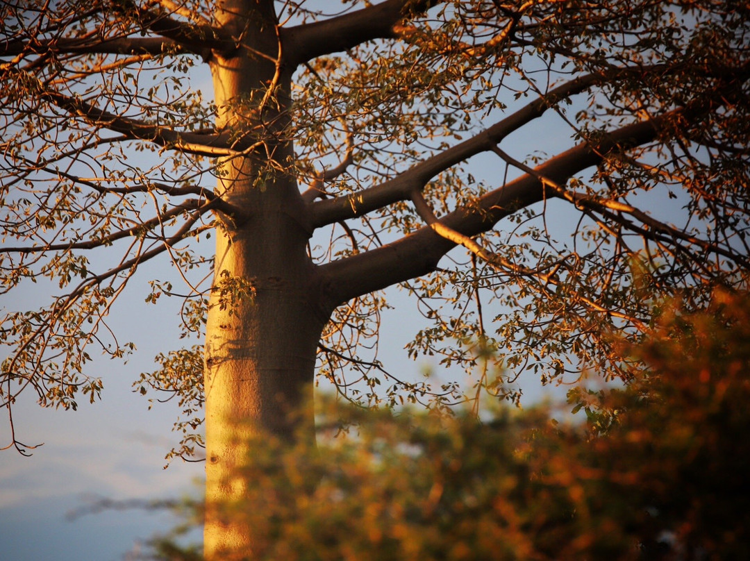 The Stanley and Livingstone-维多利亚瀑布必去景点