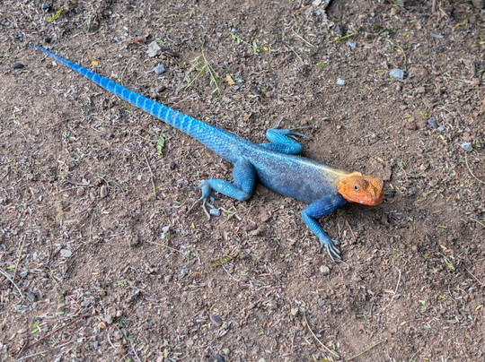 Totti Kenya-安博塞利国家公园必去景点