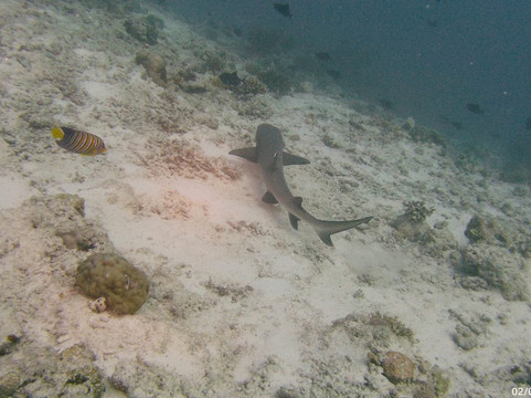 Other Divers at Huraa-呼拉岛必去景点