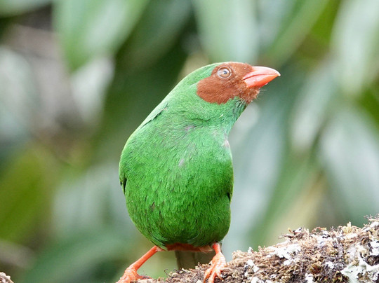 Jaguarundi Travel-波哥大必去景点
