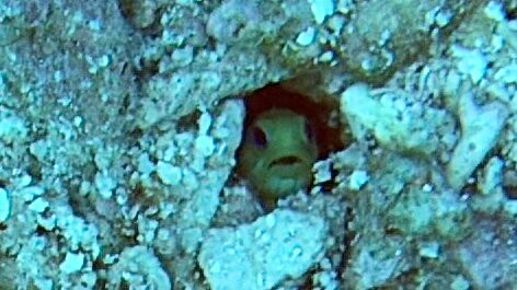 Epic Divers Grand Cayman Cayman Islands-大开曼岛必去景点