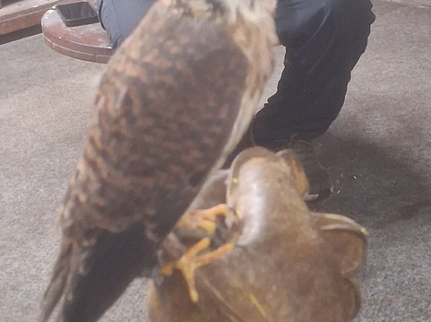 Riverside Falconry-纽卡斯尔必去景点