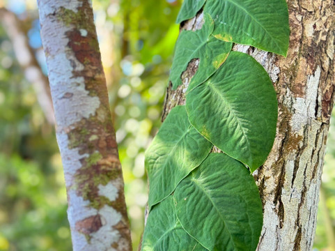 Finca Kobo-Palo Seco必去景点