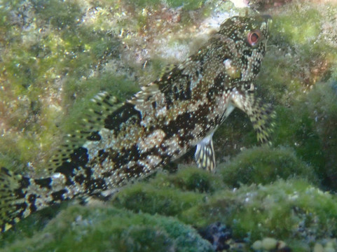 Australia's Coastal Wilderness Adventures-赫斯基森必去景点