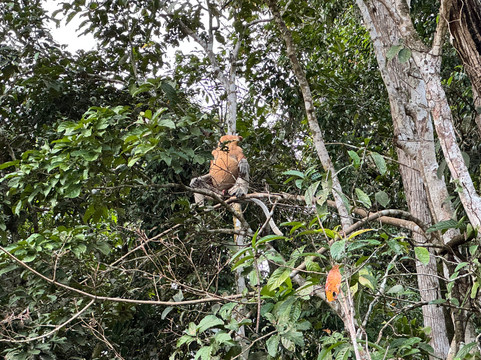 Borneo Eco Tours-亚庇必去景点