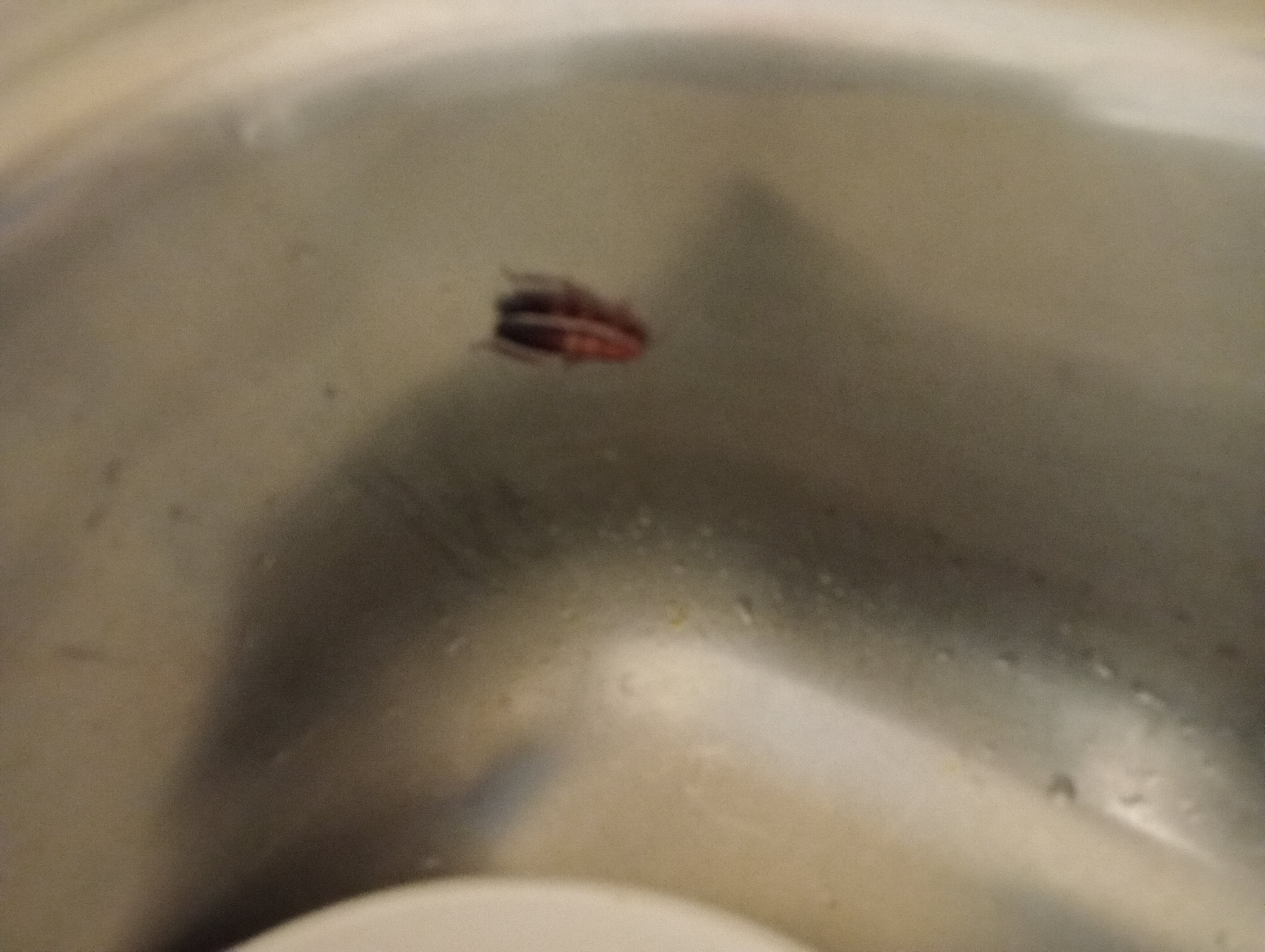 奥尔巴尼行政汽车旅馆-官方