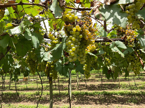 Vinicola Goes-Sao Roque必去景点