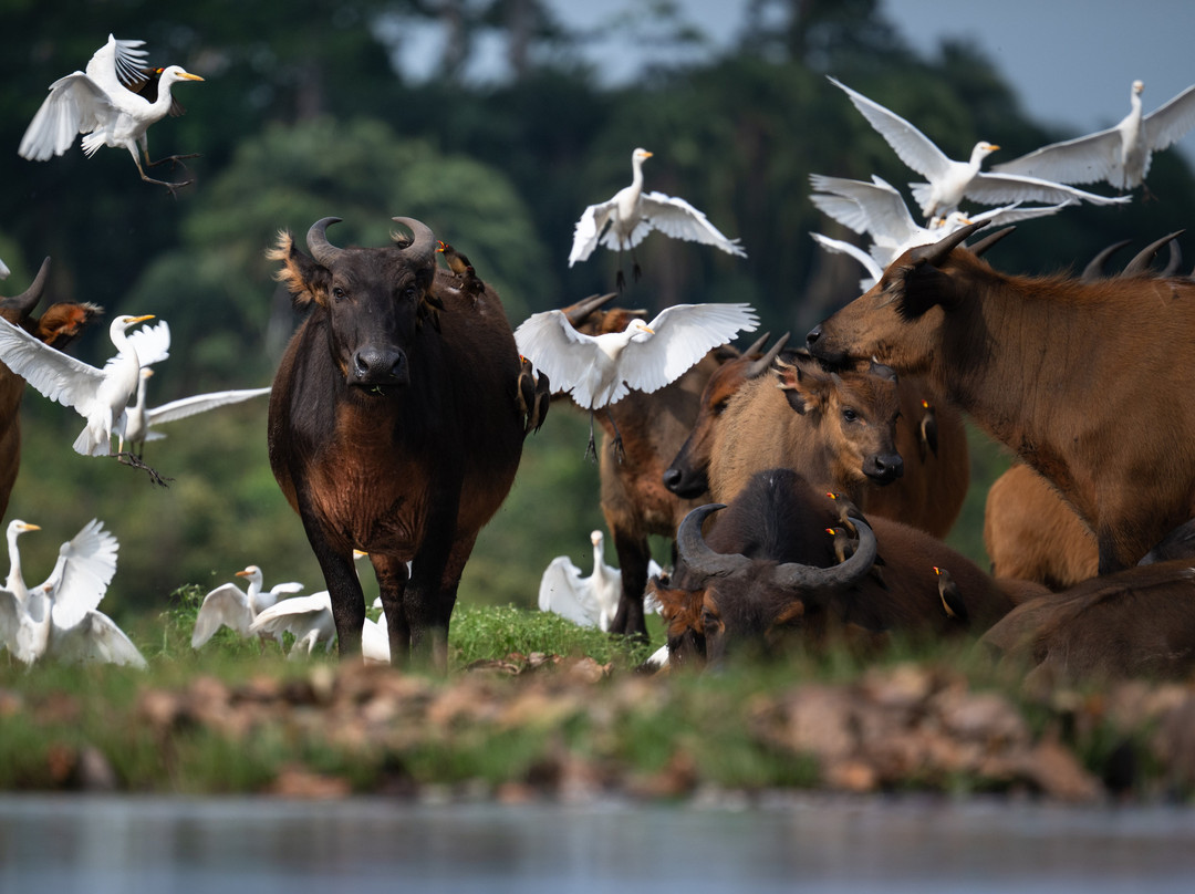 Wild Eye-弗维斯必去景点
