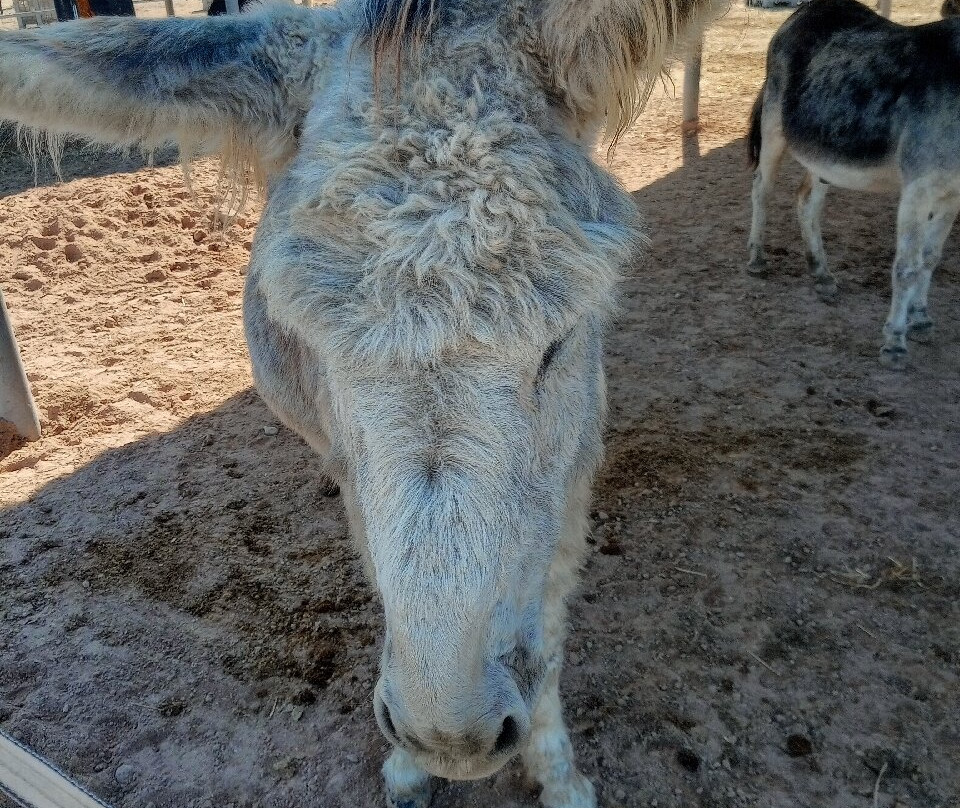 Easy Horse Care Rescue Centre-罗哈莱斯必去景点
