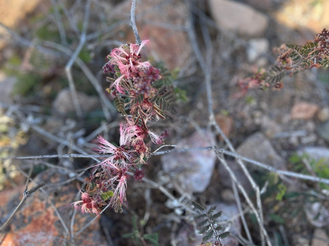 Patagonia Lake State Park-Patagonia必去景点