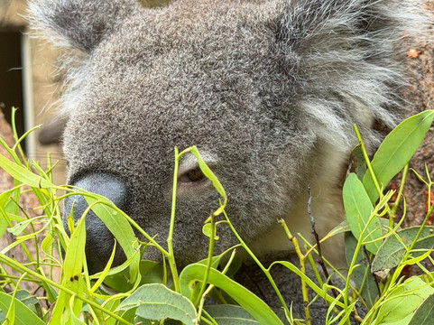 汉密尔顿岛野生动物世界-汉密尔顿岛必去景点