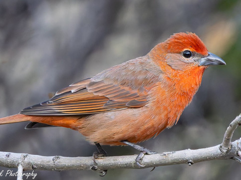 American Birding Guides-Patagonia必去景点