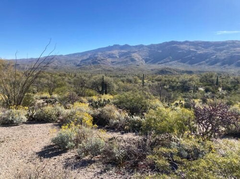 Saguaro National Park-图森必去景点