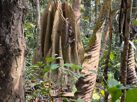 Mowgli's Eco Adventure-苏拉哈必去景点