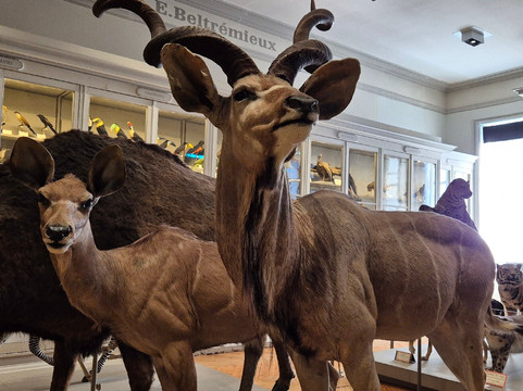 Muséum d'Histoire Naturelle de La Rochelle-拉罗谢尔必去景点