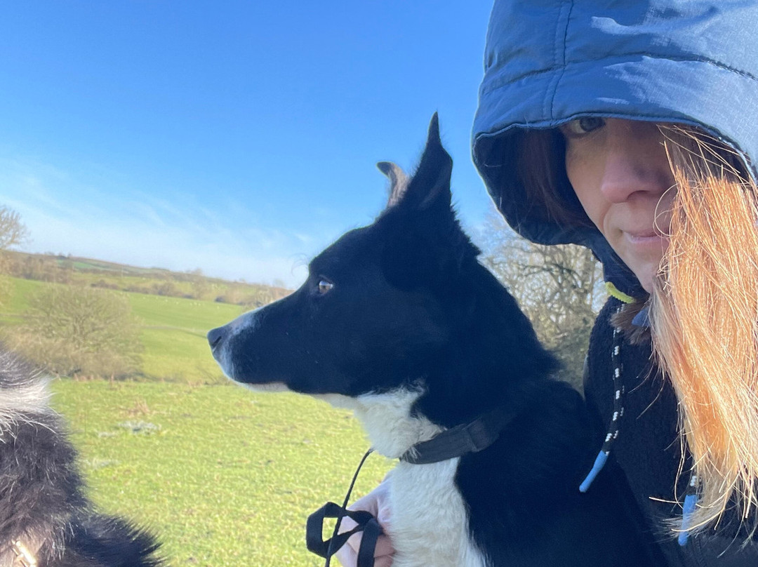 Nij Vyas Sheepdog Experience-East Norton必去景点