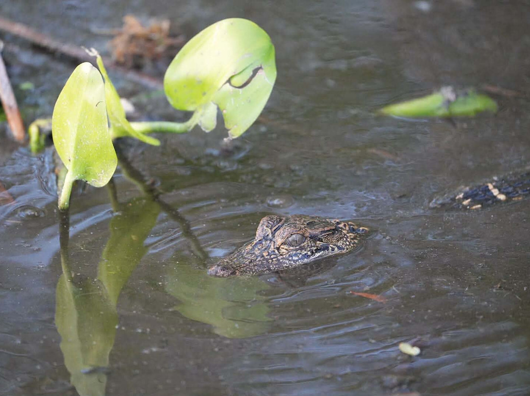 Airboat and Gator Charters-De Leon Springs必去景点