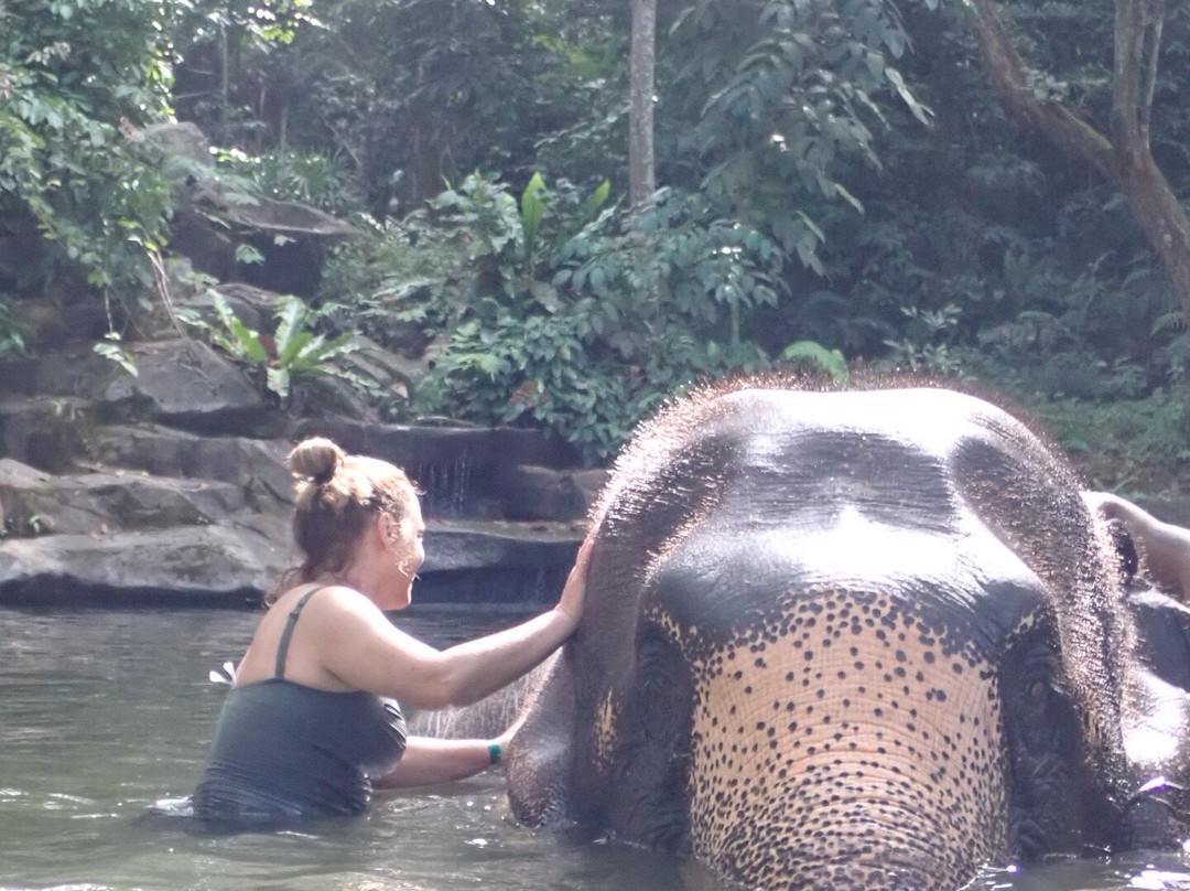 Phang Nga Elephant Park-攀牙必去景点