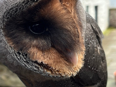 The Owls Trust-兰迪德诺必去景点