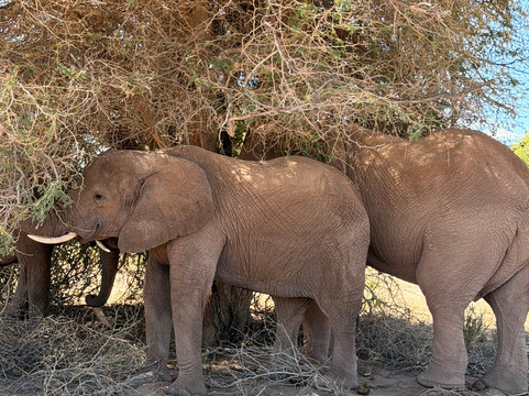 Twyfelfontein Elephant Drives-Palmwag必去景点