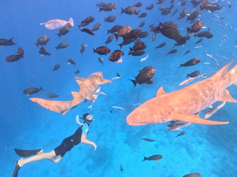 Saipe Maldives-Fulidhoo必去景点