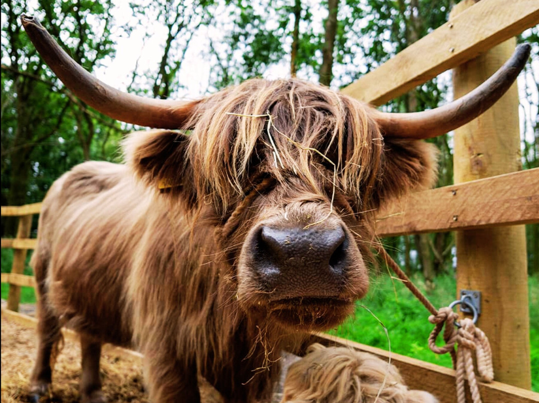 Rhosyn Farm Highland Cattle Experiences-Barton under Needwood必去景点