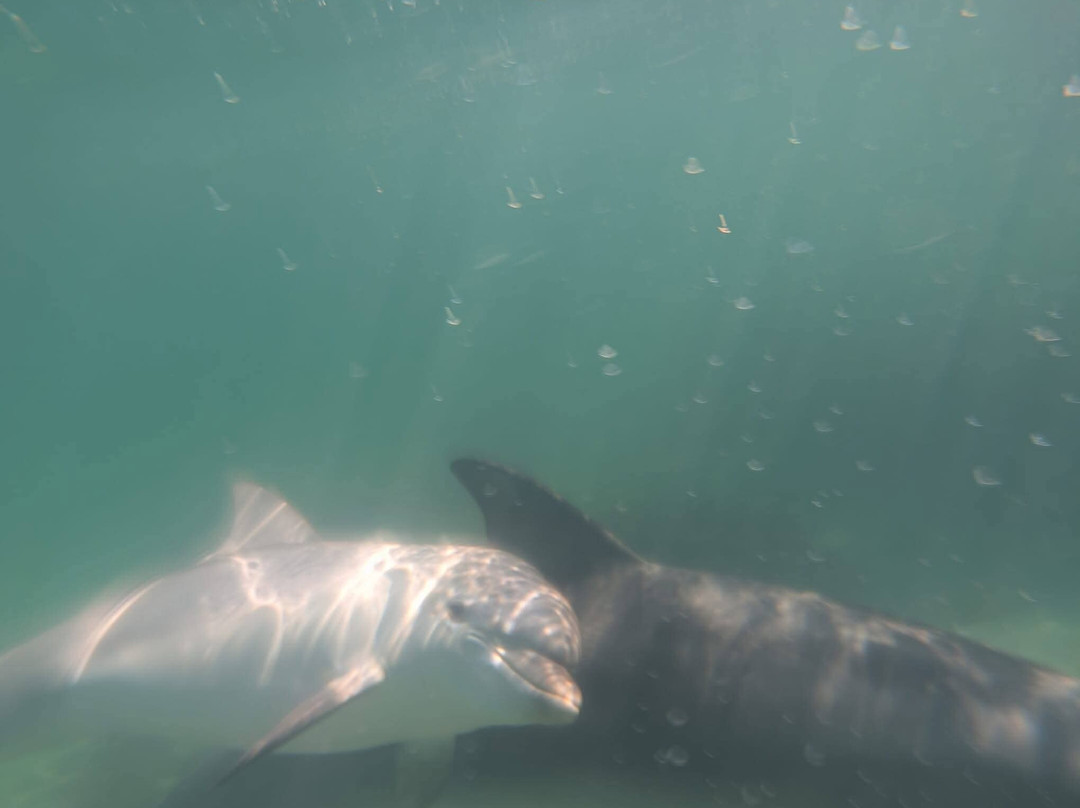 Kangaroo Island Marine Adventures-金斯科特必去景点
