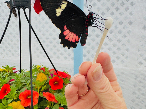 The Flower Fields at Carlsbad Ranch-卡尔斯巴德必去景点