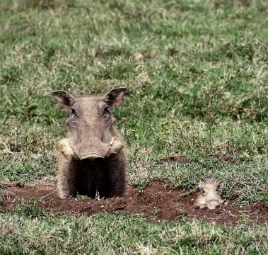 Malnodez Safaris-纳库鲁必去景点