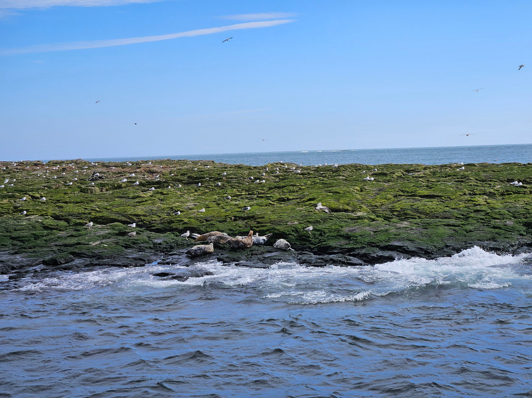Billy Shiel's Boat Trips-Seahouses必去景点