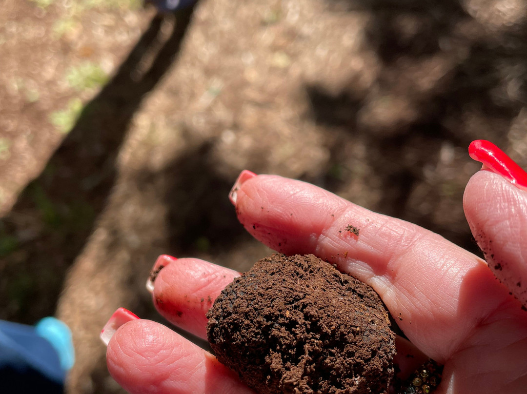 The Truffle Farm Tasmania-德洛兰恩必去景点