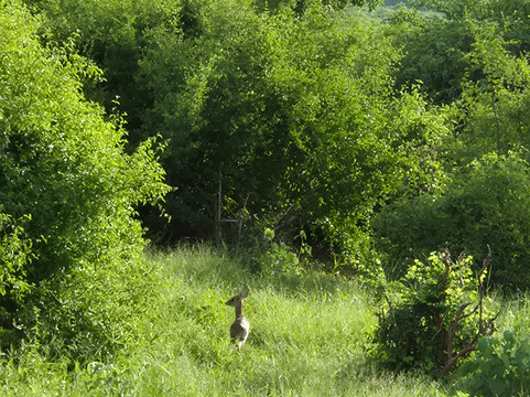 Safari po naszemu-内罗毕必去景点