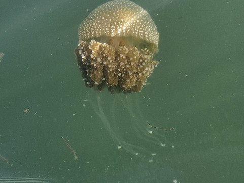 Stand Up Paddle Boarding Shellharbour-谢尔哈伯必去景点