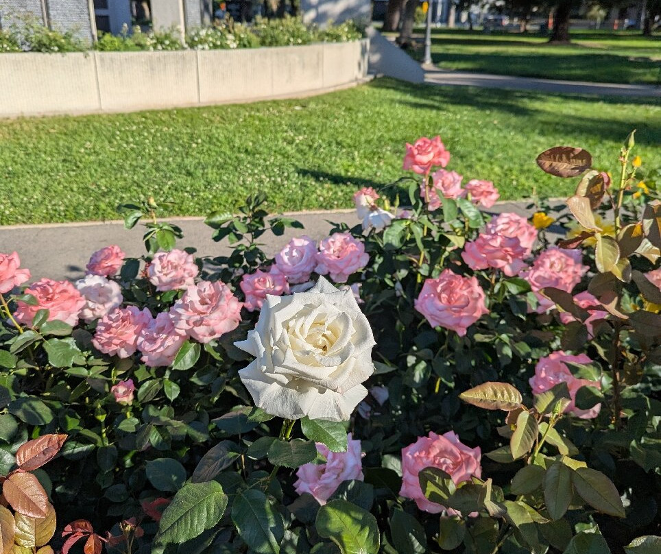 Capitol Park-沙加缅度必去景点