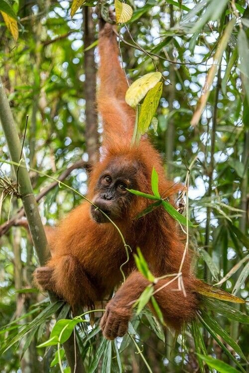 Sumatra Orangutan Tours-武吉拉旺必去景点