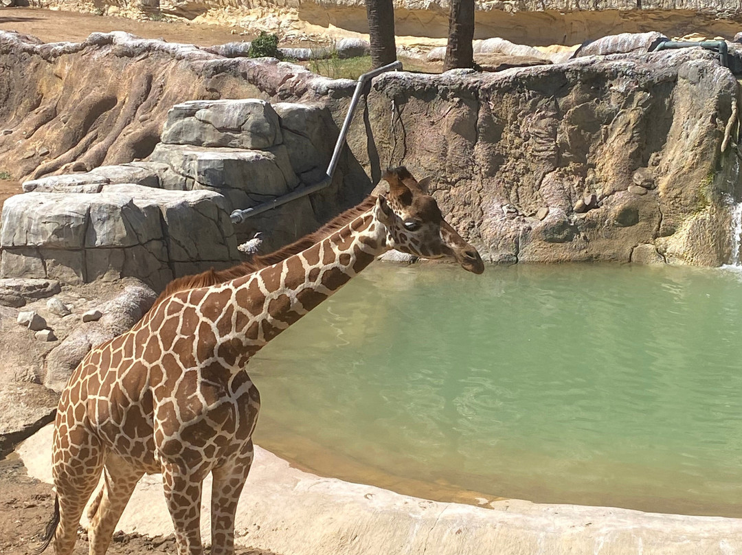 San Antonio Zoo-圣安东尼奥市必去景点