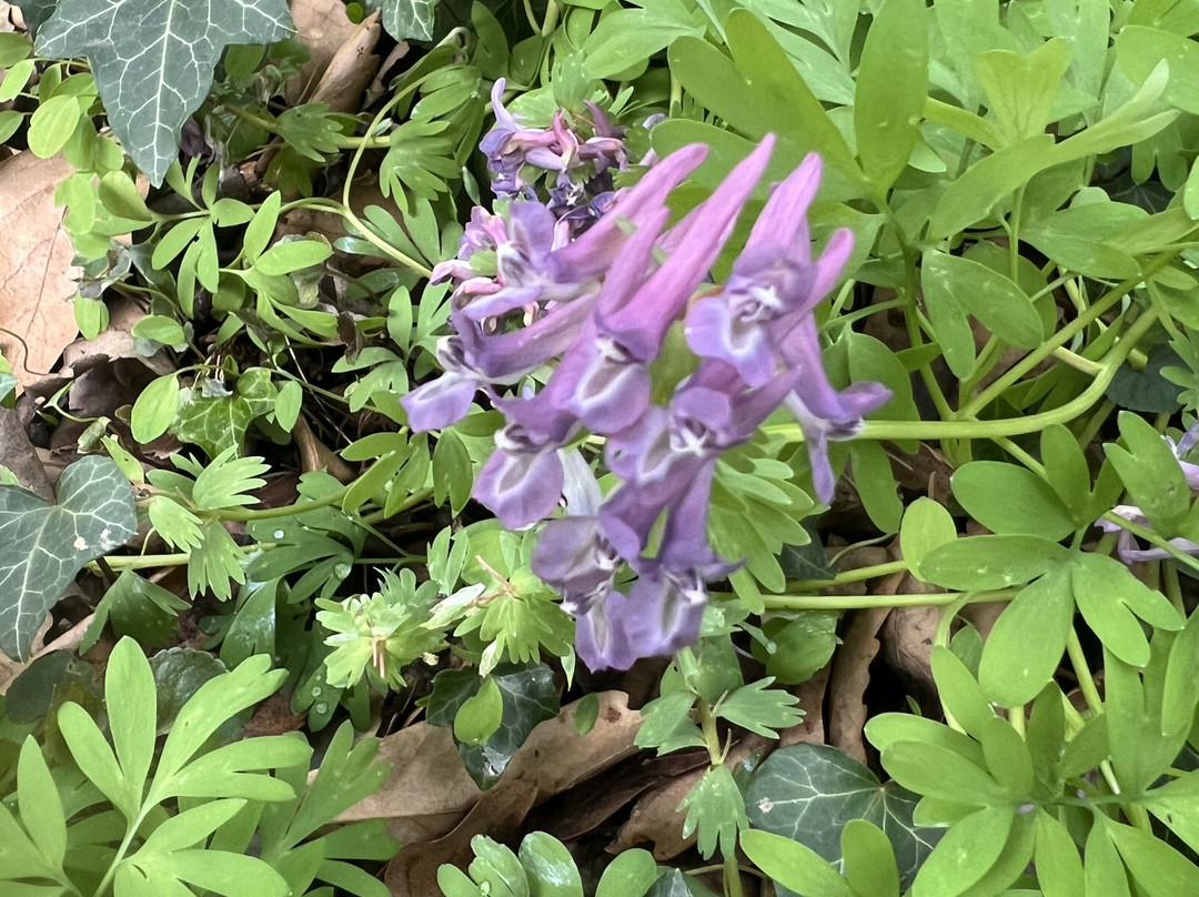 Botanical Garden Arboretum Oudenbosch-Oudenbosch必去景点