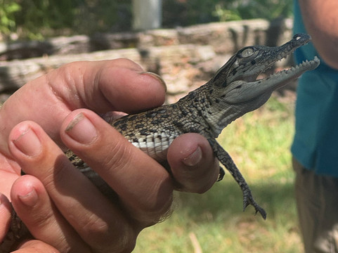 Koorana Crocodile Farm-Coowonga必去景点